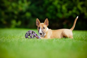 adorable english bull terrier puppy