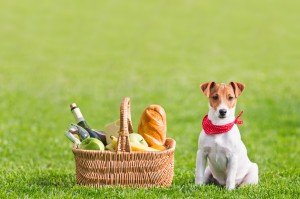 picnic basket on green lawn