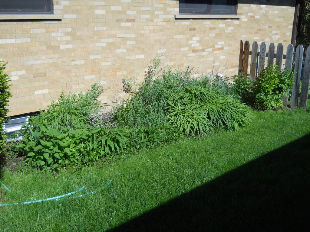 Backyard - Before