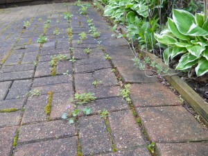 Damaged Pavers - Before