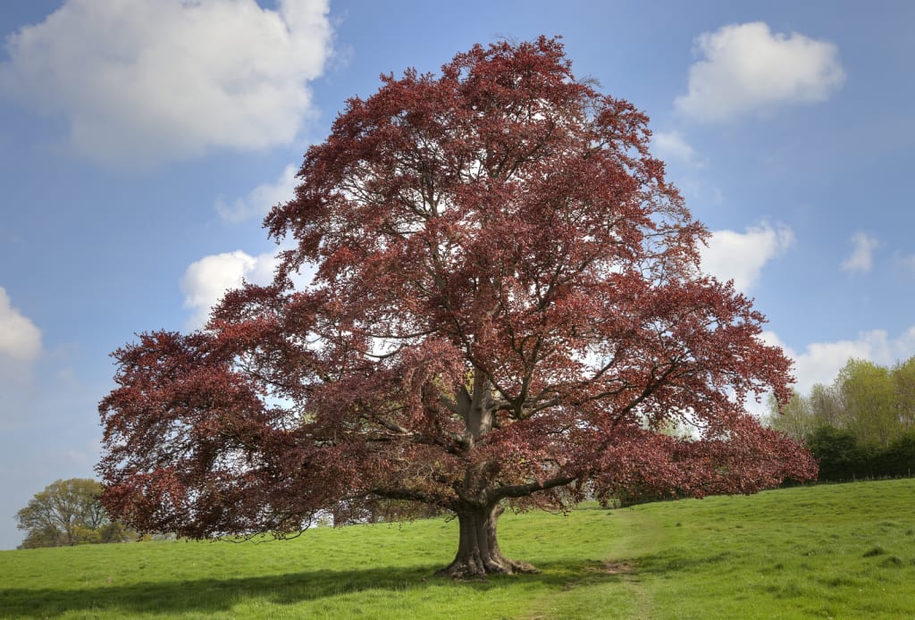 Five Tips for Keeping Your Trees Disease Tree Post Thumbnail