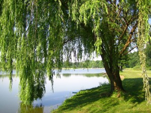 Lakeside Willow