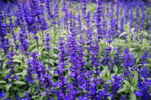 Lavender field