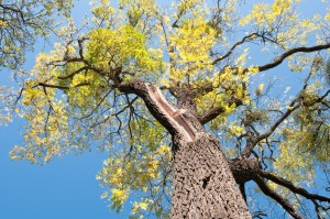 How to Tell When a Tree is a Danger to Your Home Post Thumbnail