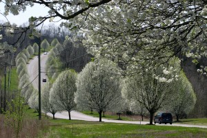 Tree Care After Storms:   Part III of III Post Thumbnail