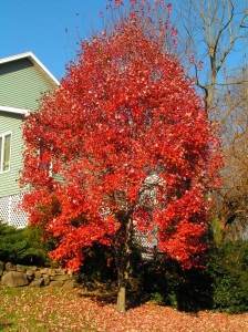 Red Leaves Of The Red Maple Tree