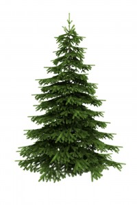 Spruce Tree Isolated On White Background