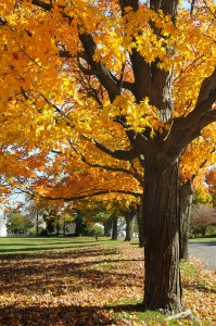 Tree lines street in Autumn with the leaves turning colors.