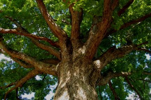 Tree In The Sky