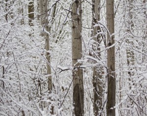 Winter Poplar