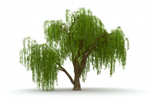 3d green tree weeping willow isolate