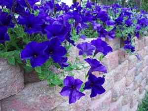 retaining wall with dark blue flowers