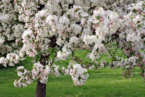 Crabapple tree in full bloom