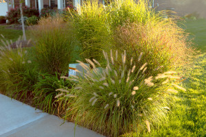 Fountain Grass