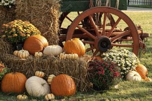 Autumn Pumpkins and Mum Display