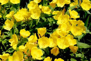 Buttercup Flowers