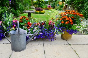 dwarf plants with watering can