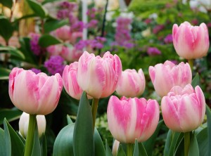 Pink Tulips In Botanical Garden