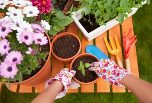 Spring in the garden, potting flowers