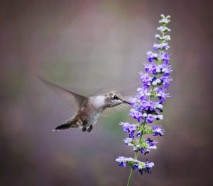 a cute hummingbird hovering at a flower to drink nectar