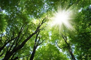 Beech forest in spring with the sun in the trees