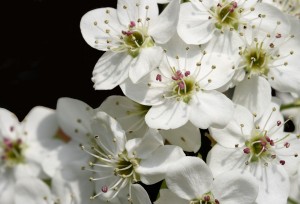 Bradford Pear Blossoms
