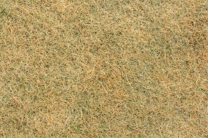 How to Identify Dead grass Dormant Grass