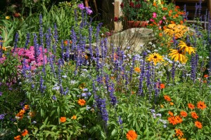 various colorful flowers