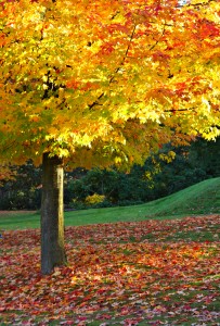 Maple tree foliage in autumn.