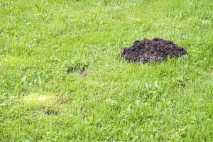 Mole mound