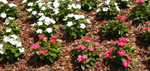 pink and white flowers