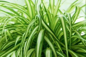 Spider Plant