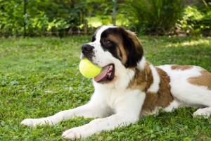 Dog with tennis ball