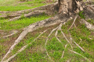 Tree On Yard