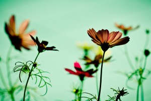 Vintage Cosmos Flower