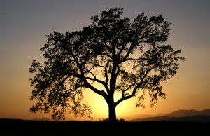 Warm sunset light behind a lone California oak tree.