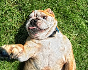 happy Dog rolling in grass