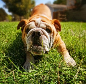 Yellow Pet stains on grass