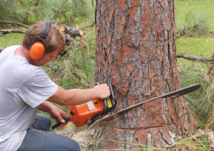 Cutting A Tree