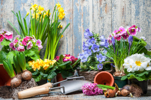 Gardener planting spring flower