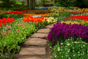 Walkway bordered by colorful flowers