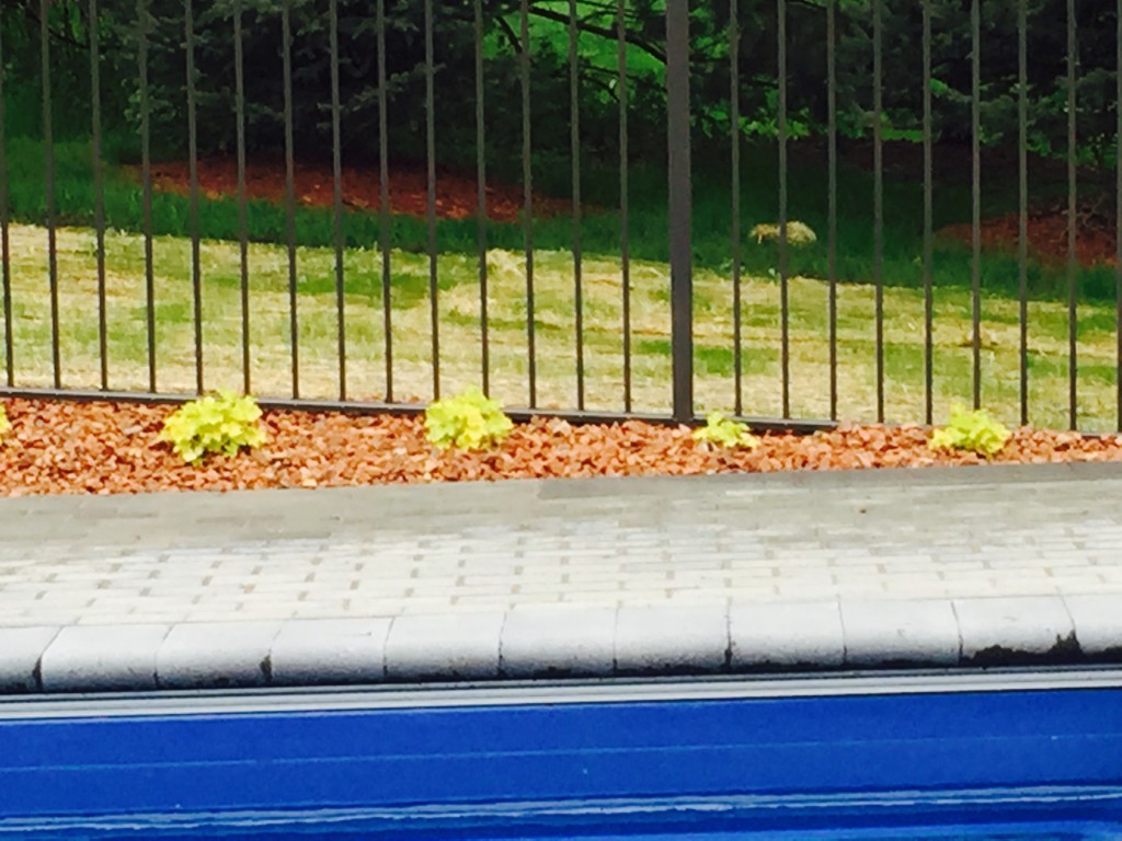 Pool Deck With Landscaped Areas