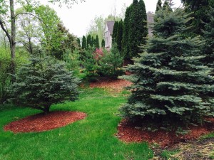 Five Ways to Ensure the Trees in Your Yard Stay Healthy Post Thumbnail