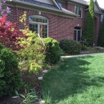 Before - Overgrown Plants