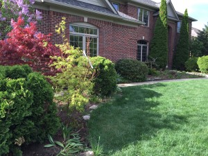 Before - Overgrown Plants