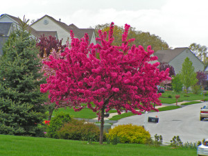 beautiful crabapple tree in a residential yard with vivid hot pink flowers.