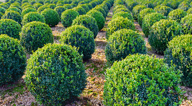 What is Boxwood Blight and What Can Be Done About It? Post Thumbnail
