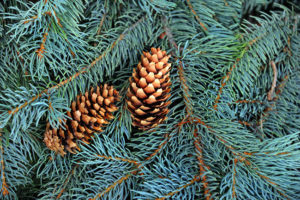 Blue Spruce Tree Blight Post Thumbnail