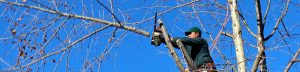 Man trimming dead tree