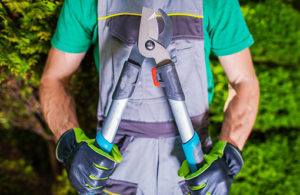 Landscape contractor holding a pruning tool.